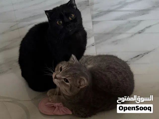 قطة أنثى سكوتش ستريت