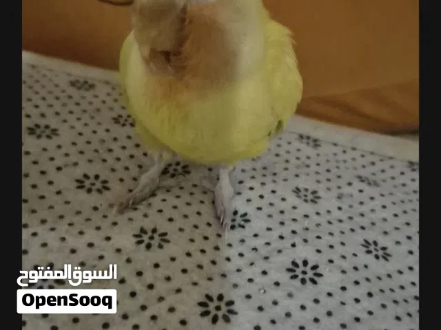 فرخ روز ....