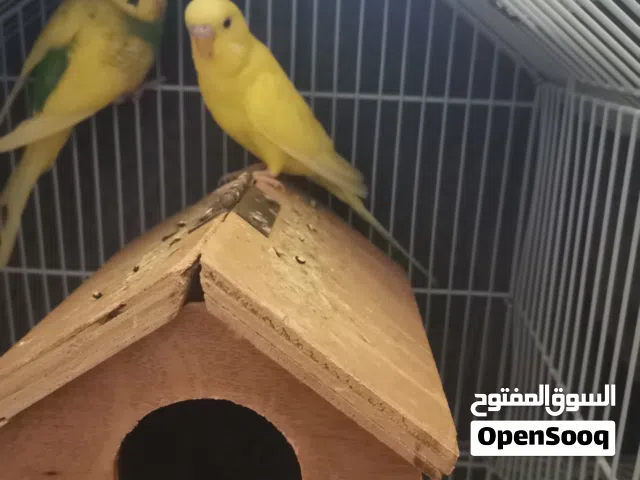 طيور البادجي