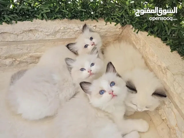 قطط راغدول دم صافي