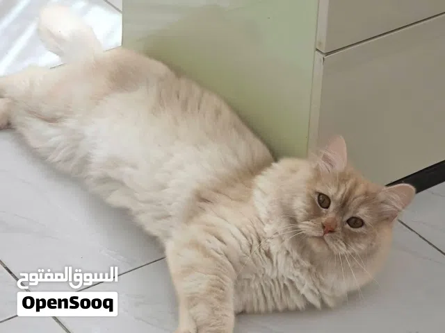 قط شيرازي أليف