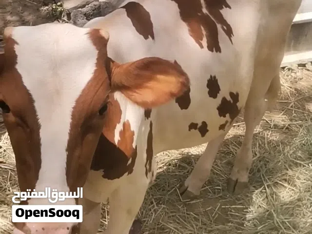 ابقار ظفاريه مطعومات