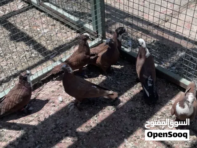 احمربغدادي