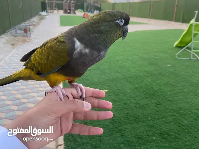 للبيع كنيور بتغونيا