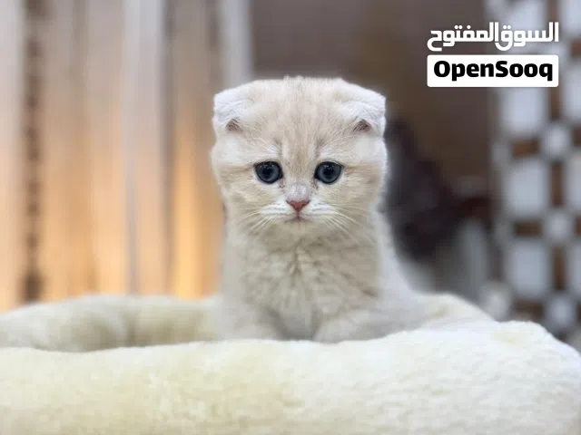 قط ذكر سكوتش فولد ابيض مكس رمادي
