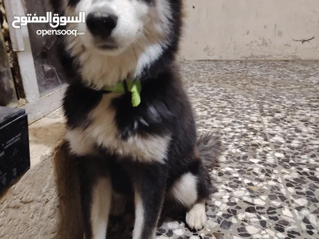 كلب هاسكي لعوب