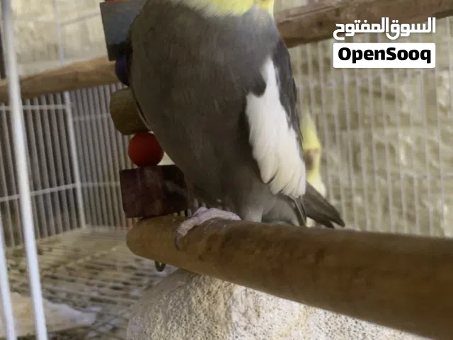 زوج كوكتيل للبيع صحة جيده جدا