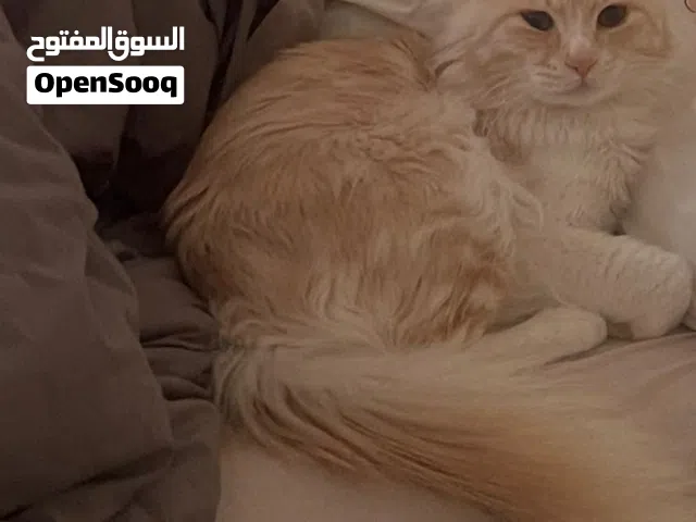 قط ذكر للتبني