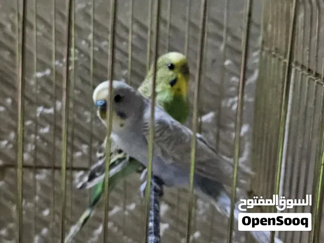 حبتين حب  .