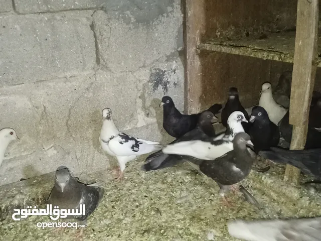 حمام لوت طيب للبيع و بصحة جيدة العدد 30 يصيرن 15. زوج وسعر الزوج على 30