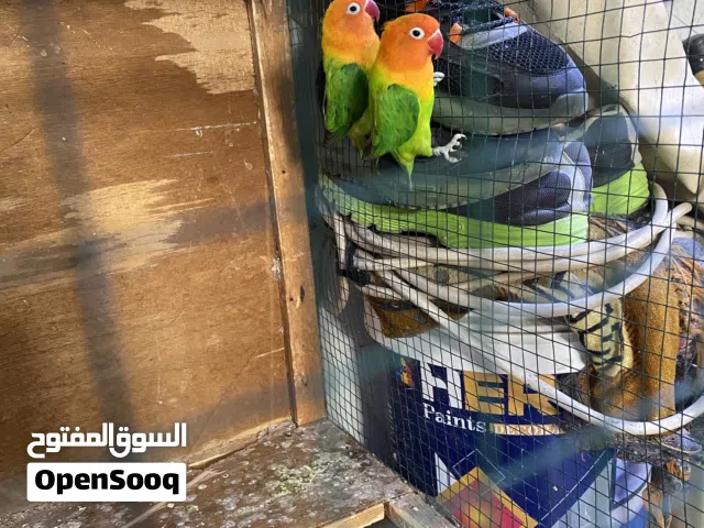 زوج غندور كرين اوبلاين طيور منتجه امايات كل تفاصيل بلوصف ___________________________________________