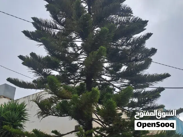 شجره الارز  طول 15 متر حلوه كثير  سبب البيع ضيق المكان شجره منضره كتير حلو تصلح امام فلل او مكان واس