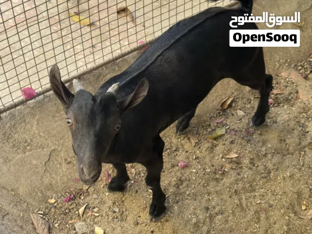 بيع اغنام ظفاريات 2