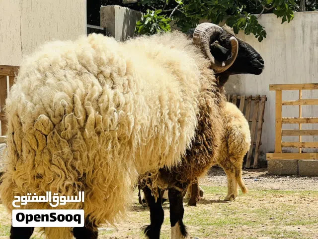 بسم الله ماشاء الله للبيع فحل  برقاوي