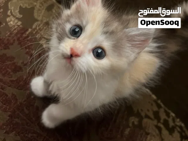 كتن من ام راغدول للبيع