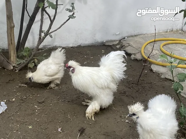 دجاج كوجي للزينة