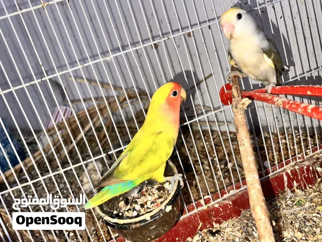 كوبيه روز  مصراته