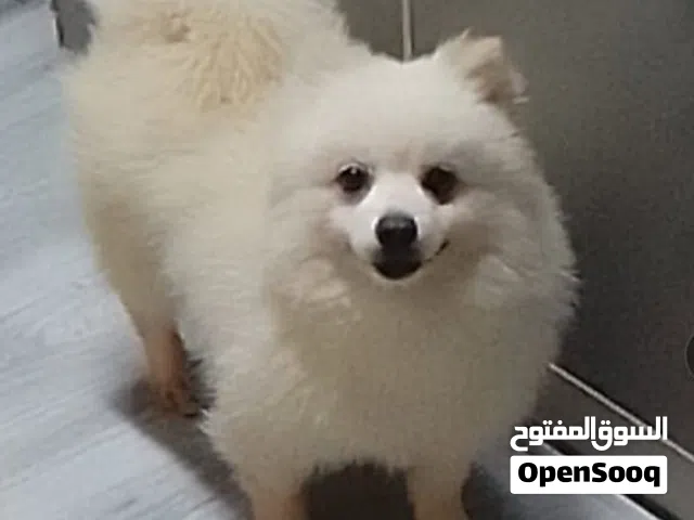 Pomeranian dog for sale,.. Male 2 years