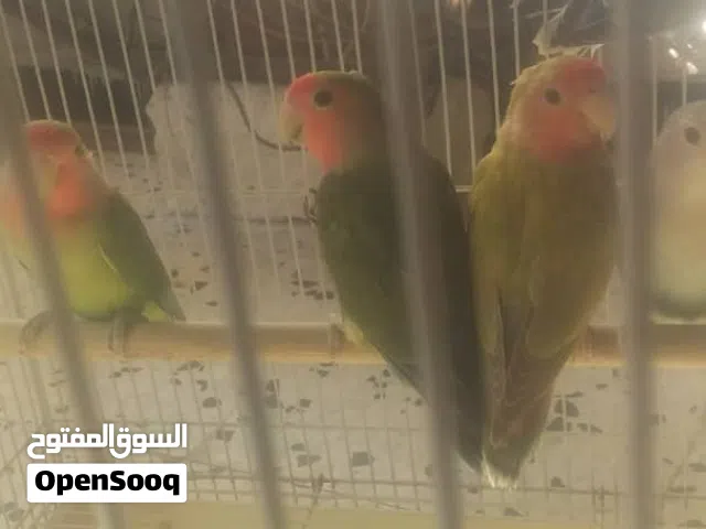 بركلديوا روز الوان مخطات كبار كوبيات