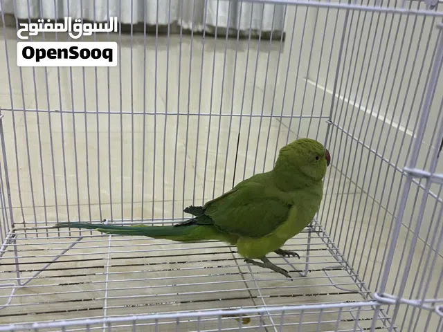 بابقاء دره اصحه مامتزه للبيع