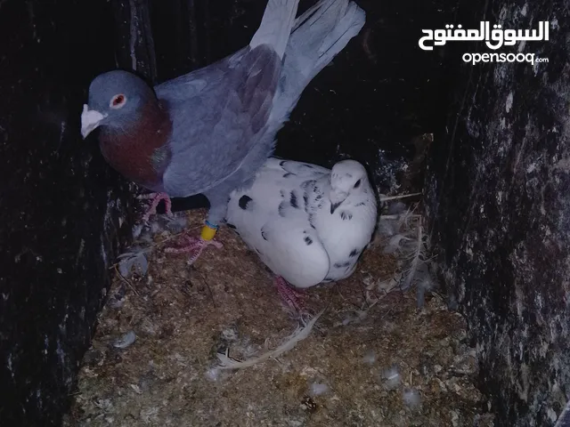 جواز شغالات