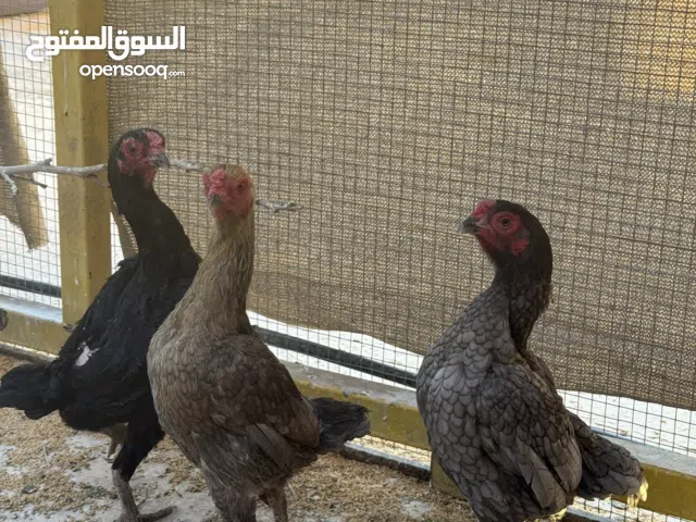 دجاج فايتر للبيع