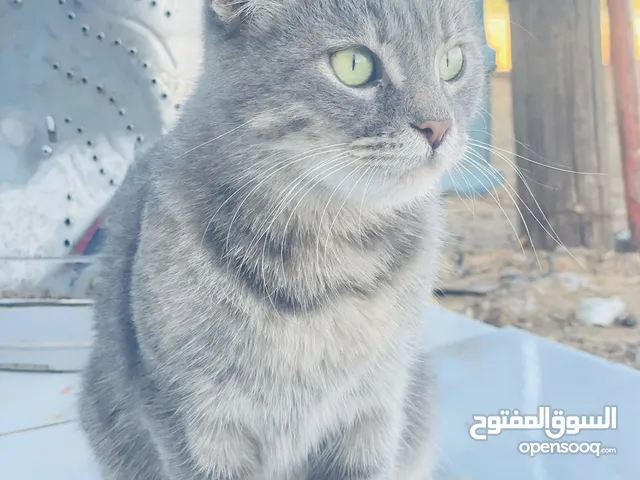 قطوسة ربي يبارك ما شاء الله للبيع