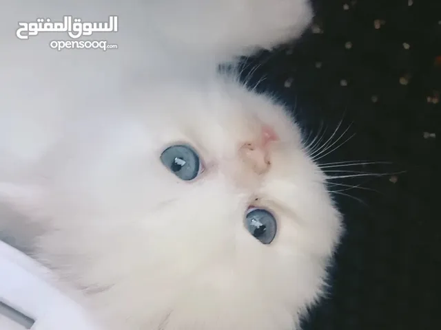 Persian kitten male and female available 2 month old. litter trained. eat dry wet food.