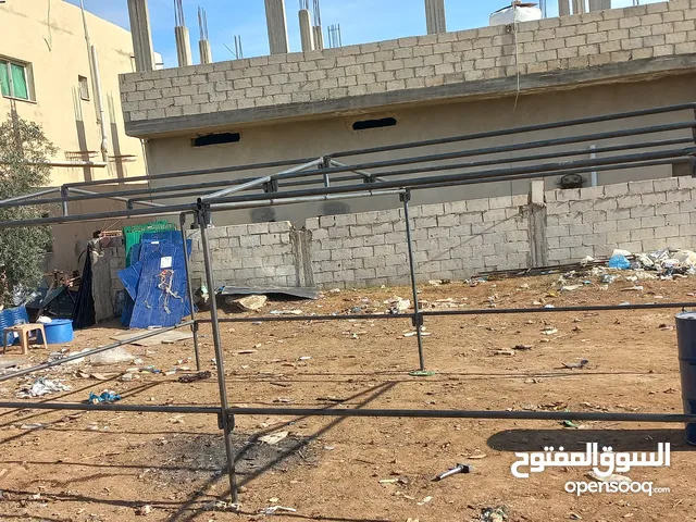 بيض فرعوني ابيض