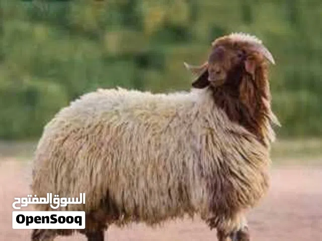 بسم الله الرحمن الرحيم    علان - لحام اضاحي   بمناسبة حلول عيد الاضحى المبارك  يتوفر  لحام لذ