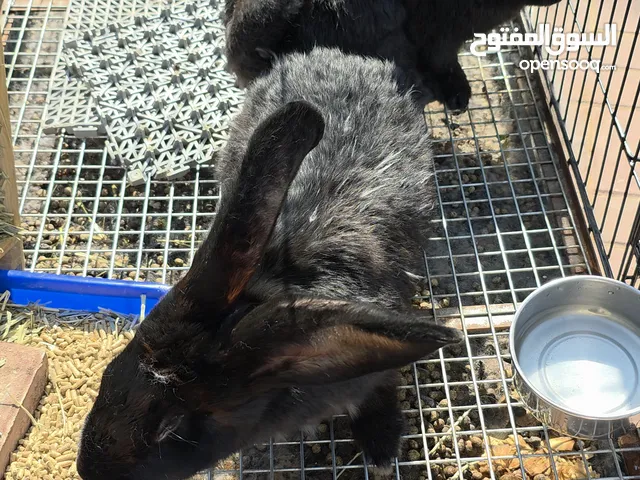 زوج ارنب الفلمنكي العملاق ( Flemish Giant rabbit )