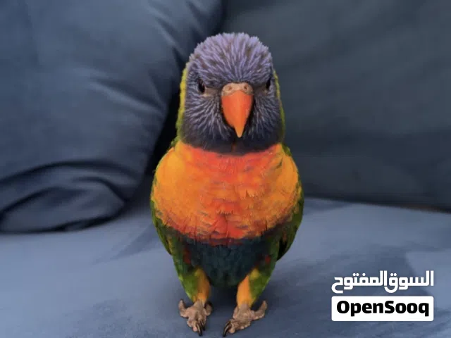 Rainbow Lorikeet Parrot ببغاء اللوري قوس قزح
