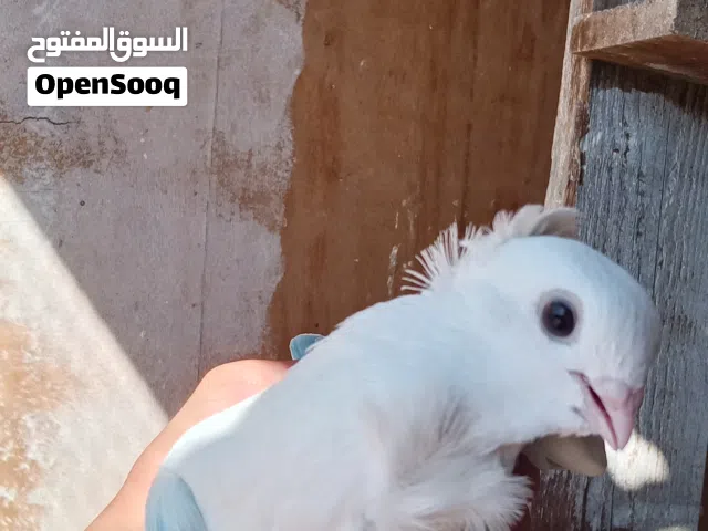 سطح ارافل للبيع