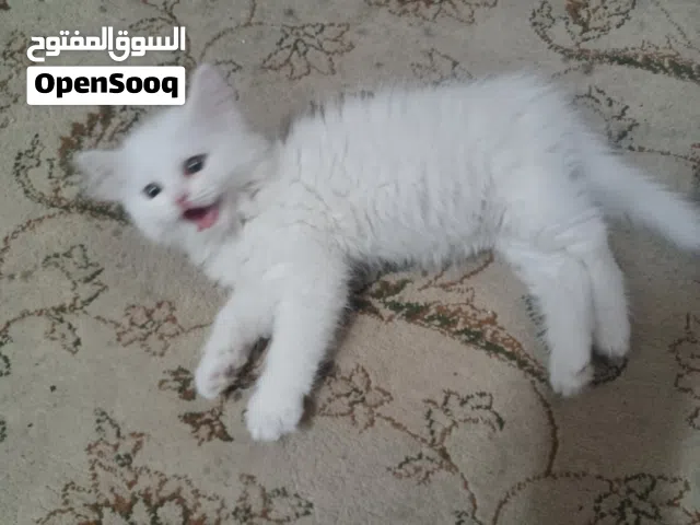 قطة شيرازية مع سكوتش