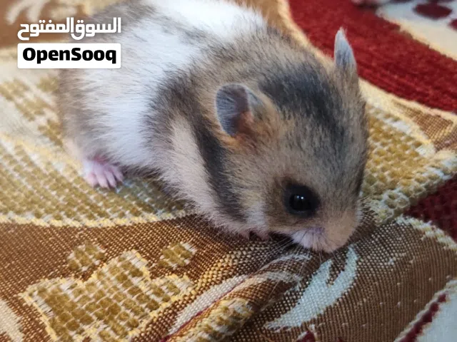 هنا عالم الهامستر  اللطيف أهتمـام • نظافة • عنايـة • حـب نوفر لكم هـاماتـر أليفة بصحة ممتازة