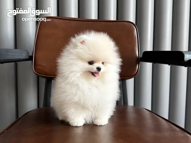 Teacup Pomeranian Puppy