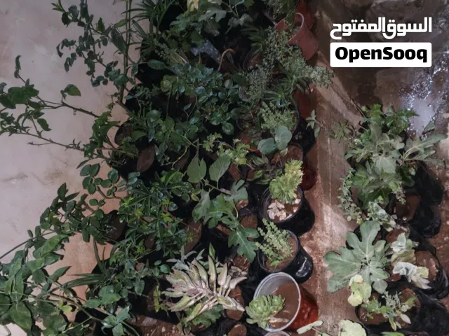موجود شتل ورد جوري نخب جميع لالوان -موجود مخلب القط -كلونيا -تين -عنب -ريحان -حصلبان -ميرميه -صبار
