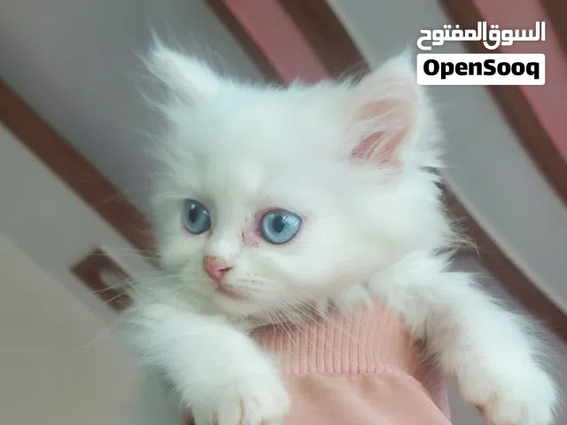 قط شيرازي ابيض كريستالي (كيتن)