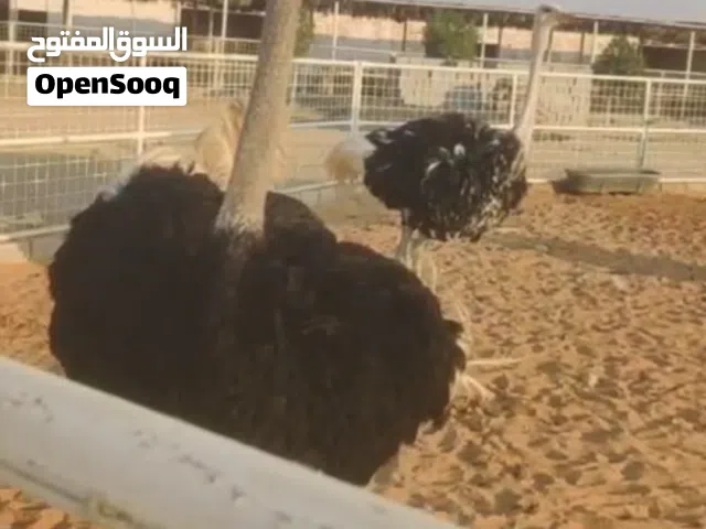 نعام منتج الافريقي الضخم