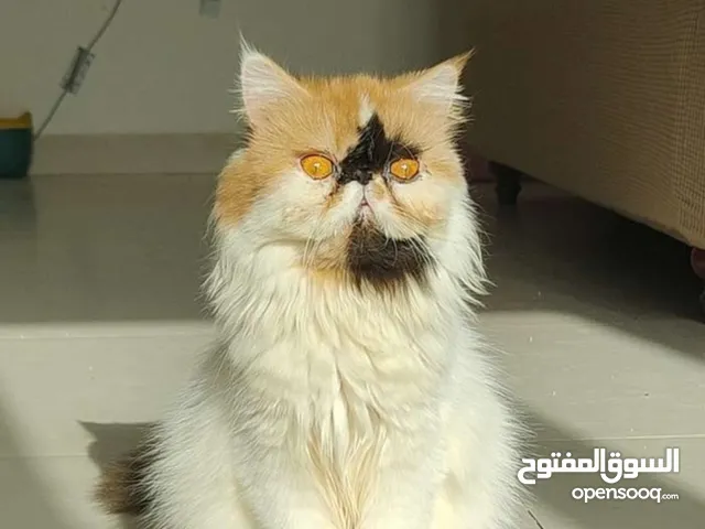 persian cats and peki face female cats  for sale