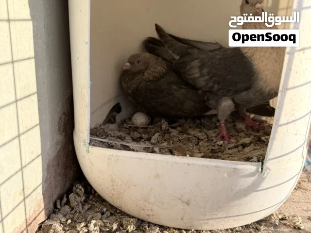 حمام للبيع كوم