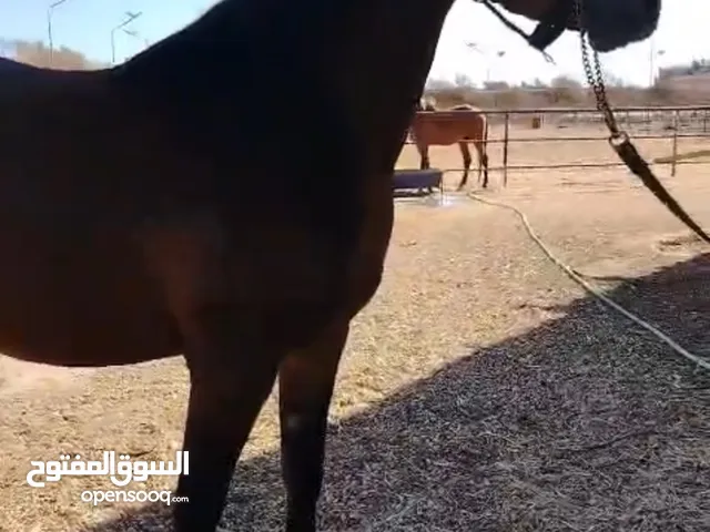 مهره عربيه أصيله العمر 3 سنوات