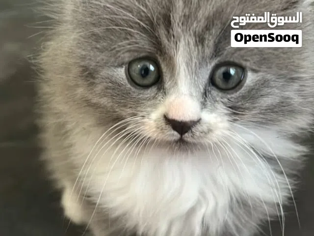 قط شيرازي لعوب جدا