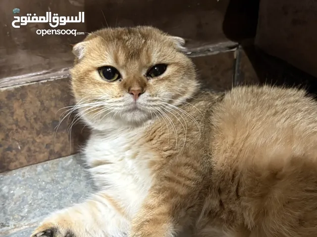 قطيين للبيع