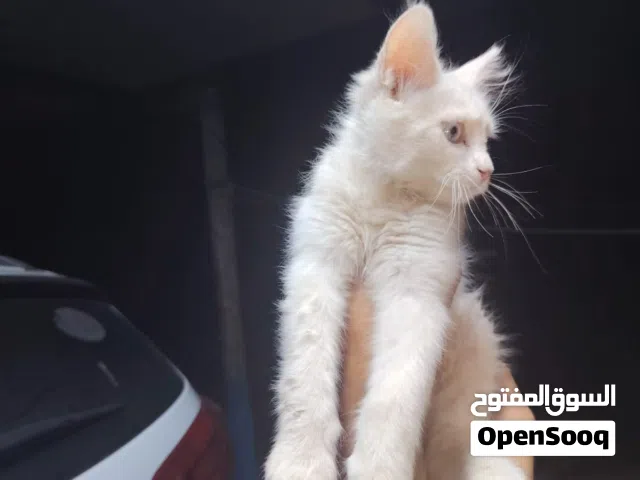 قط انغوره تركي من افضل انواع القطط واذكاها
