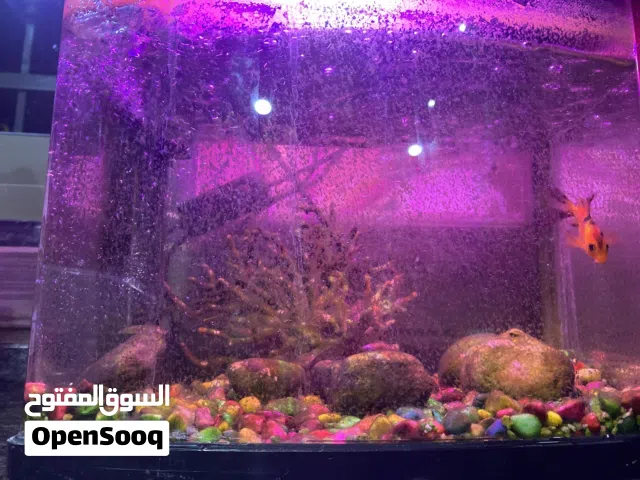 لحققق حوض سمك في سمكة واحدة
