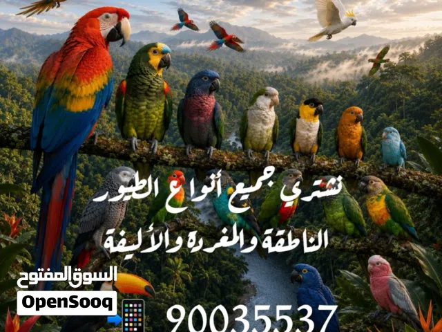 نشتري جميع انواع الطيور الناطقة والمغردة والاليفة ونعرض جميع الطيور للبيع Mzzadna.q8