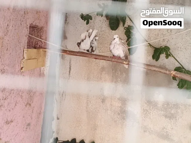جوز حمام يا كريم مع فرخ شغالات 100% للبيع