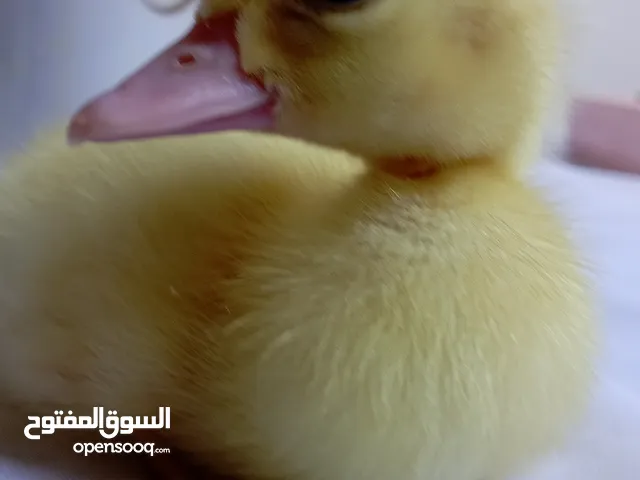 فراخ بط الزينة