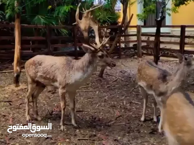 غزال فلودير بلجيكي في رأس الخيمه سمين ومنتج